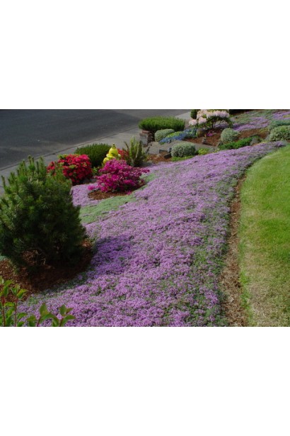 Чебрець Псевдоланугіносус – швидко росте та покриває грунт.